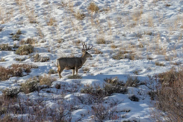 Jelen Mezek Zasněžené Zimní Krajině Wyomingu — Stock fotografie