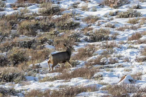 Barril Veado Mula Uma Paisagem Inverno Coberta Neve Wyoming — Fotografia de Stock