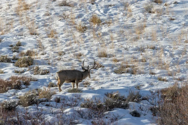 Mule Deer Buck Snow Covered Winter Landscape Wyoming — Stock Photo, Image