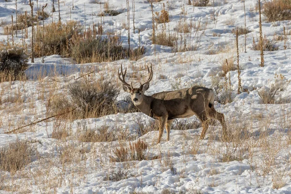 Een Ezelhertenbok Een Besneeuwd Winterlandschap Wyoming — Stockfoto