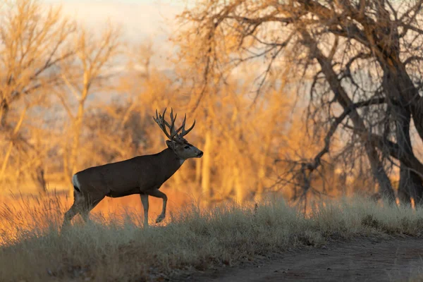 Gros Cerf Mulet Buck Dans Colorado Pendant Ornière Automne — Photo