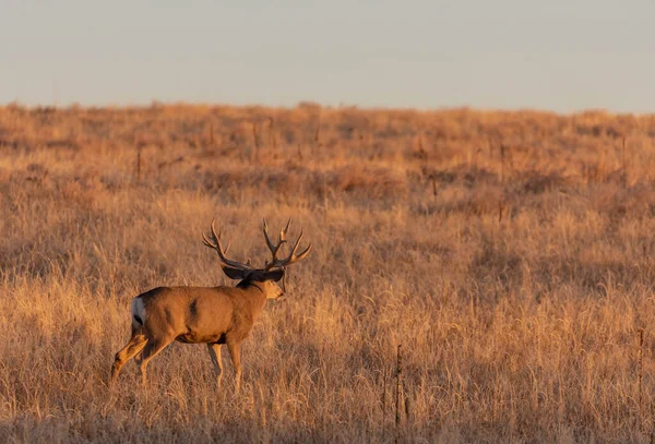 Big Mule Deer Buck Colorado Rut Autumn — Stock Photo, Image