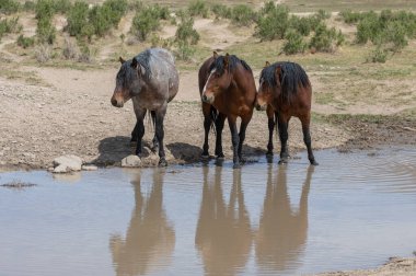 Baharda Utah çölündeki bir su birikintisinde vahşi atlar.