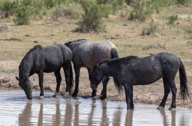 Baharda Utah çölündeki bir su birikintisinde vahşi atlar.