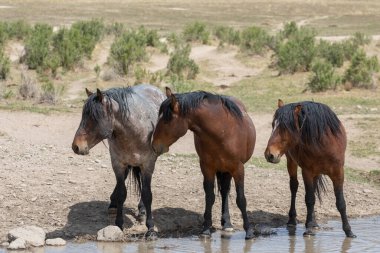 Baharda Utah çölündeki bir su birikintisinde vahşi atlar.
