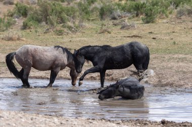 Baharda Utah çölündeki bir su birikintisinde vahşi atlar.