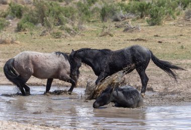 Baharda Utah çölündeki bir su birikintisinde vahşi atlar.