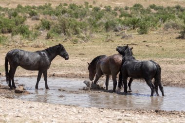 Baharda Utah çölündeki bir su birikintisinde vahşi atlar.