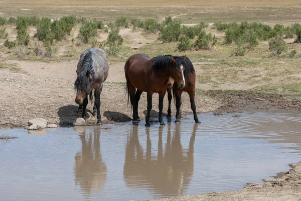 Caballos Salvajes Pozo Agua Del Desierto Utah Primavera —  Fotos de Stock