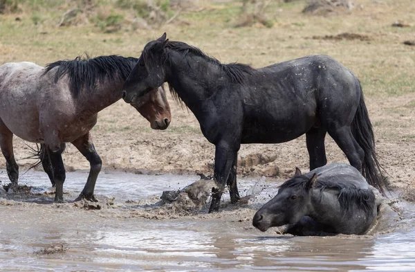 Cavalli Selvatici Una Pozza Acqua Del Deserto Dello Utah Primavera — Foto Stock