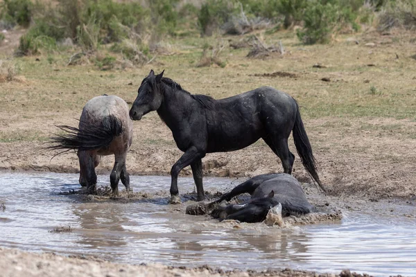Cavalos Selvagens Buraco Água Deserto Utah Primavera — Fotografia de Stock
