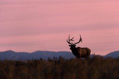 Wyoming 'deki sonbahar monotonluğu sırasında gün doğumunda bir boğa geyiği.