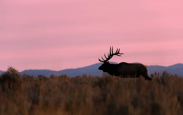 Wapiti Taureau Lever Soleil Pendant Ornière Automne Dans Wyoming — Photo