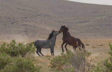 Utah çölünde bir çift vahşi at.
