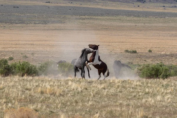 Par Garanhões Selvagens Deserto Utah — Fotografia de Stock