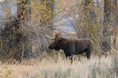 Wyoming 'de sonbaharda tekdüze bir boğa Shiras geyiği