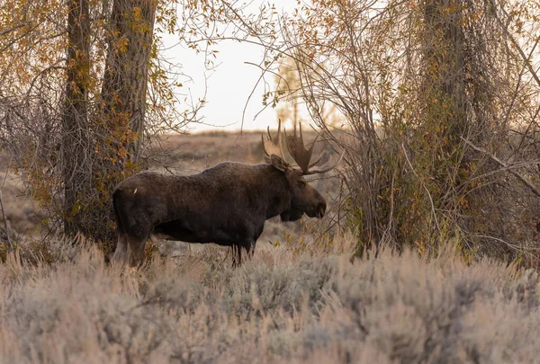 Een Stier Shiras Eland Wyoming Tijdens Sleur Herfst — Stockfoto