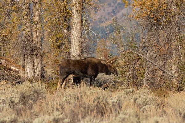 Een Stier Shiras Eland Wyoming Tijdens Sleur Herfst — Stockfoto