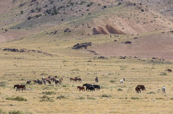 Una Manada Caballos Salvajes Primavera Desierto Utah — Foto de Stock
