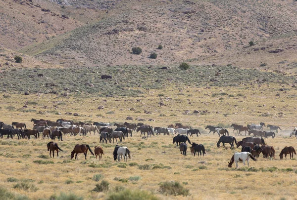 Baharda Utah Çölünde Vahşi Bir Sürüsü — Stok fotoğraf