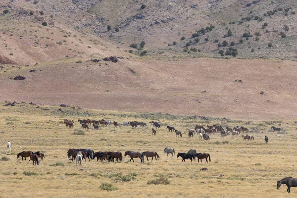 Una Manada Caballos Salvajes Primavera Desierto Utah — Foto de Stock