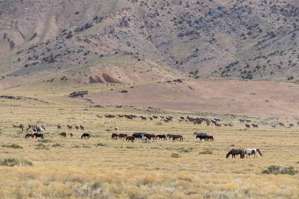 Una Manada Caballos Salvajes Primavera Desierto Utah — Foto de Stock