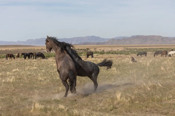 Ett Par Vilda Hästhingstar Som Sparrar Utahöknen Våren — Stockfoto