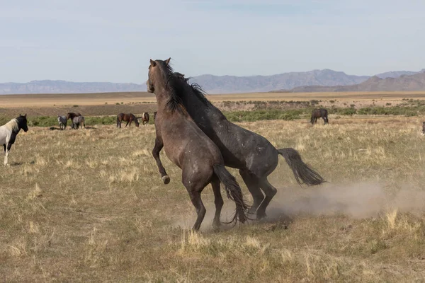 春にはユタ砂漠に野生の馬の群れが2頭出現します — ストック写真