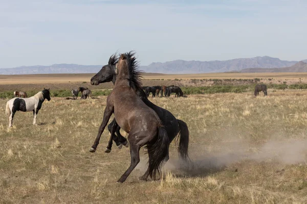 Paio Stalloni Selvatici Nel Deserto Dello Utah Primavera — Foto Stock