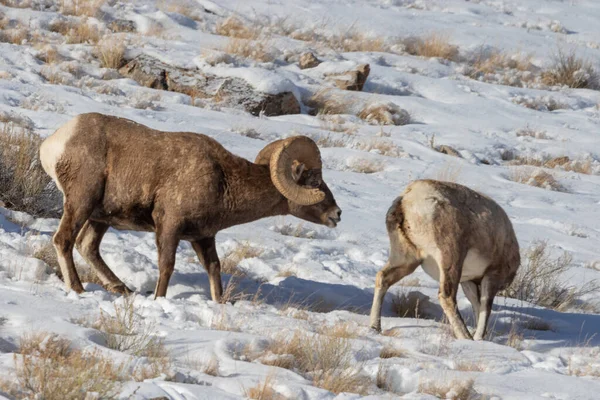 Mouflon Amérique Rut Dans Wyoming Dans Neige — Photo