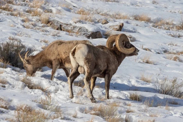Mouflon Amérique Rut Dans Wyoming Dans Neige — Photo