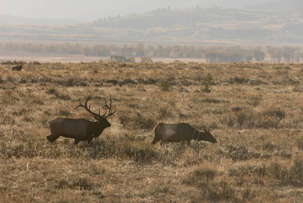 秋のラットの間にワイオミング州で牛と牛のエルク — ストック写真