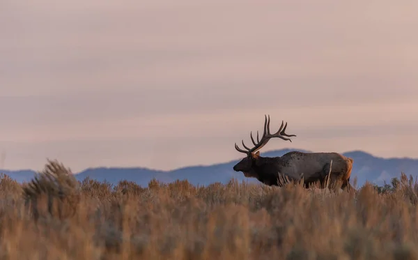 Alce Toro Durante Carreggiata Wyoming Autunno — Foto Stock