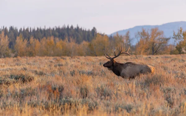 Een Stier Eland Tijdens Sleur Wyoming Herfst — Stockfoto