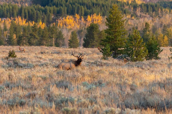 Een Stier Eland Tijdens Sleur Wyoming Herfst — Stockfoto