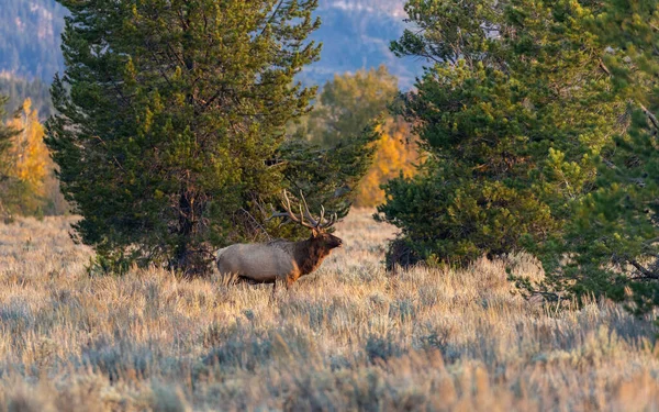Bull Elk Rut Wyoming Autumn — Stock Photo, Image