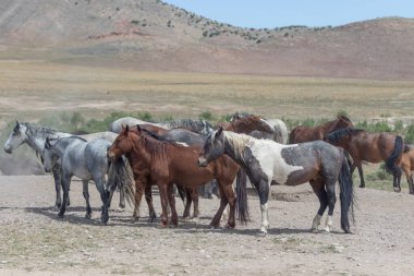 Utah çölünde ilkbaharda vahşi atlar
