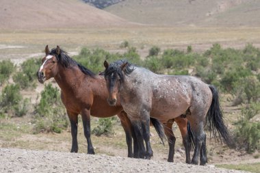 Utah çölünde ilkbaharda vahşi atlar