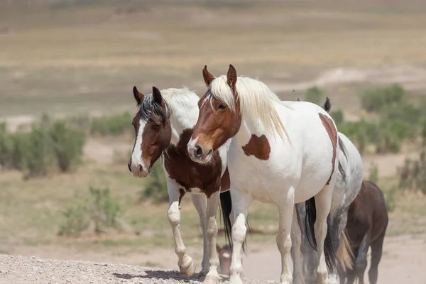 Wild Horses Spring Utah Desert — Stock Photo, Image