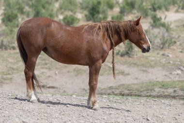 Baharda Utah çölünde güzel vahşi bir at.