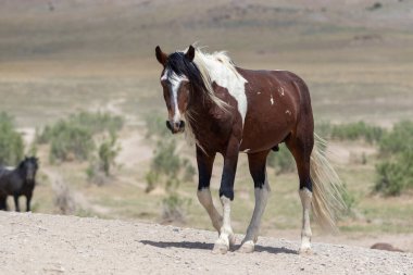 Baharda Utah çölünde güzel vahşi bir at.