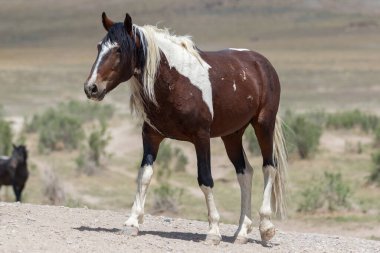 Baharda Utah çölünde güzel vahşi bir at.