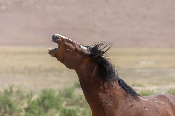 a beautiful wild horse in spring in the Utah desert