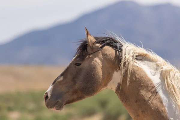 Beautiful Wild Horse Spring Utah Desert — Stock Photo, Image