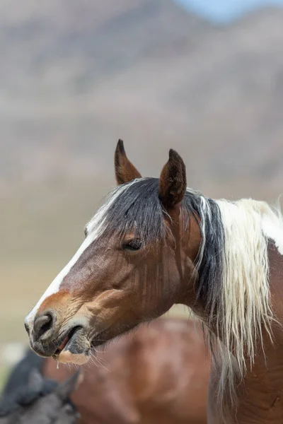 Beautiful Wild Horse Spring Utah Desert — Stock Photo, Image