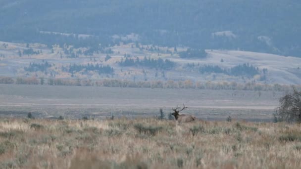 Ein Elchbulle Während Des Sturztrabts Wyoming — Stockvideo