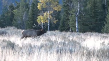 Wyoming 'deki sonbahar monotonluğu sırasında bir boğa geyiği.