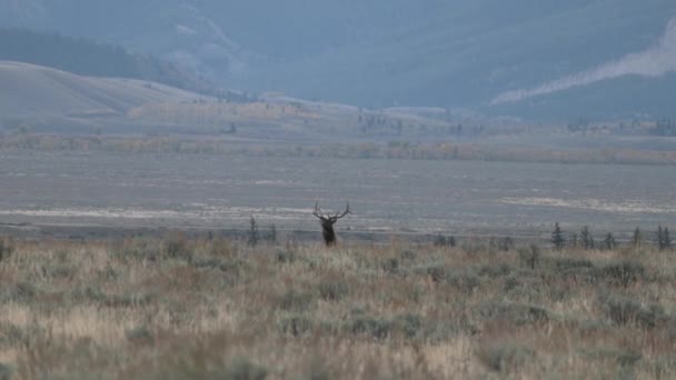 Wyoming Deki Sonbahar Monotonluğu Sırasında Bir Boğa Geyiği — Stok video