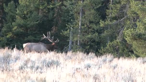 Egy Bika Jávorszarvas Őszi Rutinban Wyomingban — Stock videók