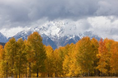 Grand Teton Ulusal Parkı Wyoming 'de güzel bir sonbahar manzarası.